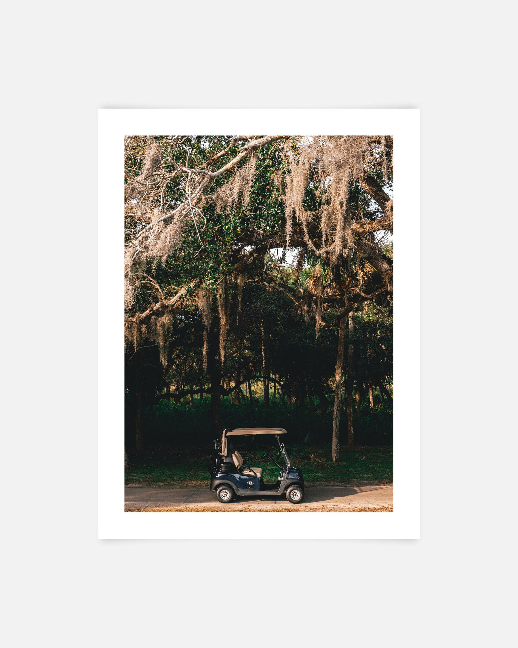 Under the Canopy
