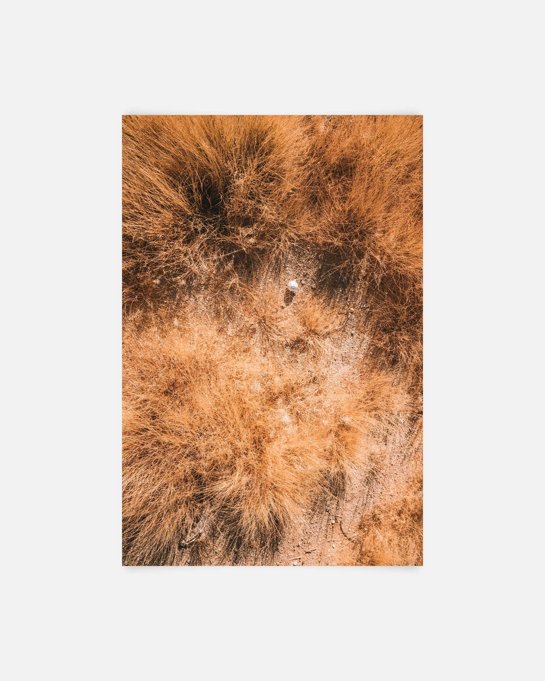Shatter Grass
