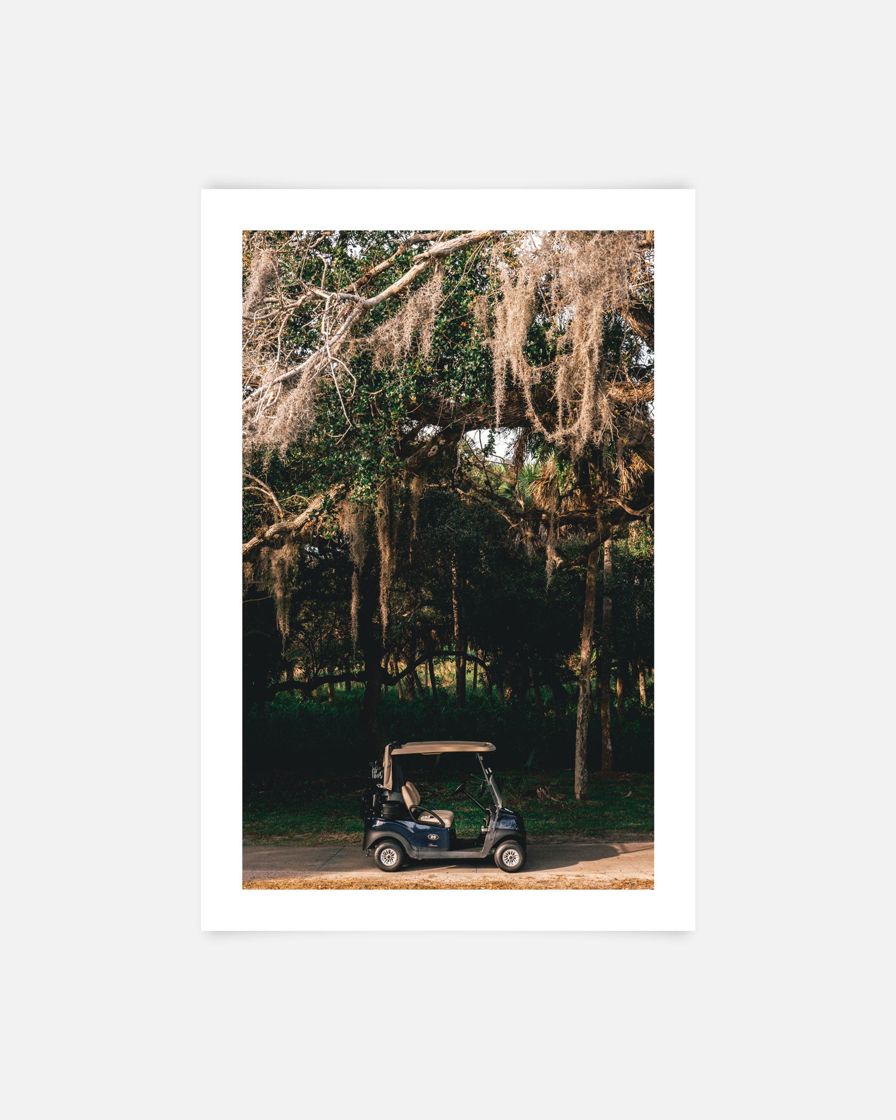 Under the Canopy