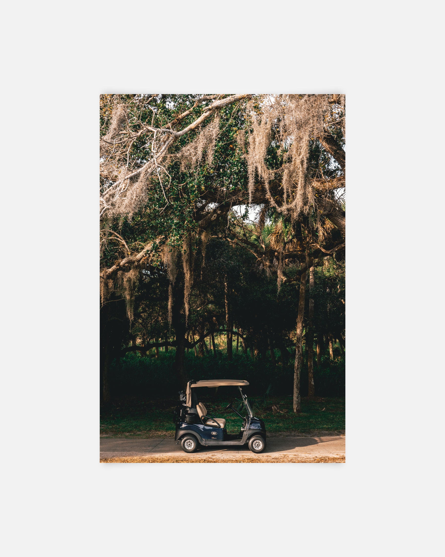 Under the Canopy