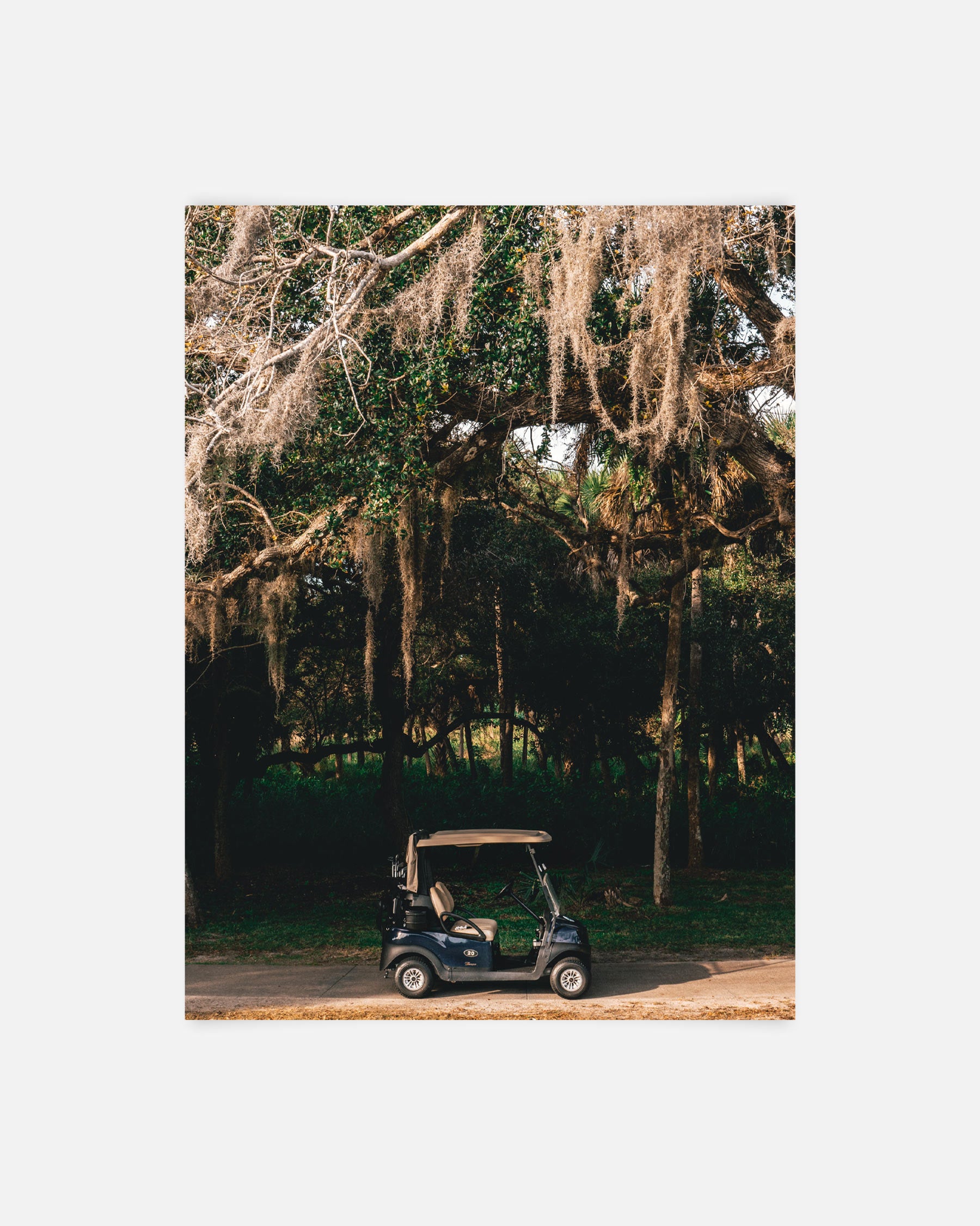 Under the Canopy